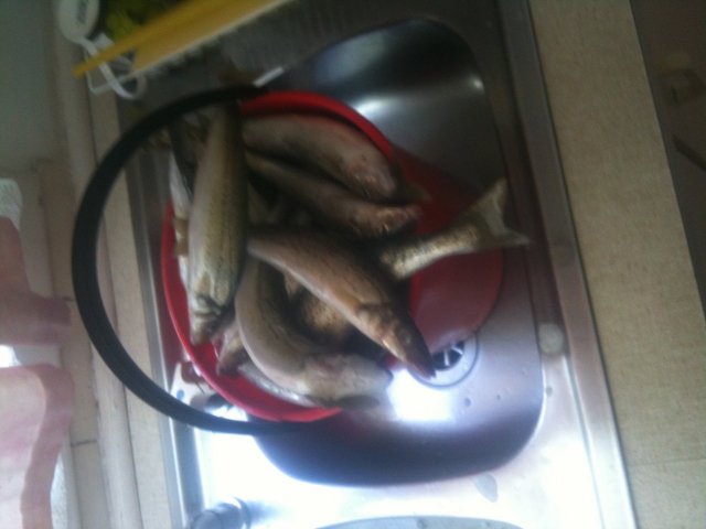 whiting